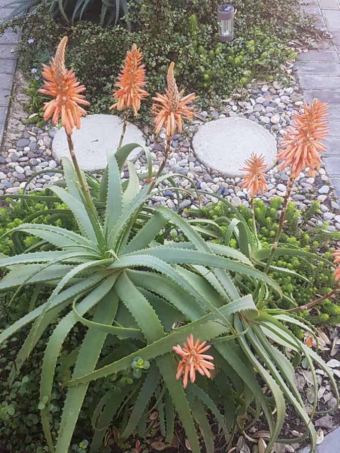 Aloe @ The Sea Apartment Mossel Bay Bagian luar foto